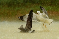Racek bělohlavý - Larus cachinnans - Caspian Gull 5305